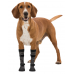  Защитные носки для собак"Walker Socks", TRIXIE  S-М,черный/серый(2шт/уп)  - фото 2