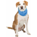 Охлаждающая бандана для собак TRIXIE ,XL: 47–57cм,синий  - фото 3