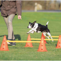 Набір перешкод "Dog Activity" TRIXIE (пластик)? 30 x 50см/100см,оранж/жовтий