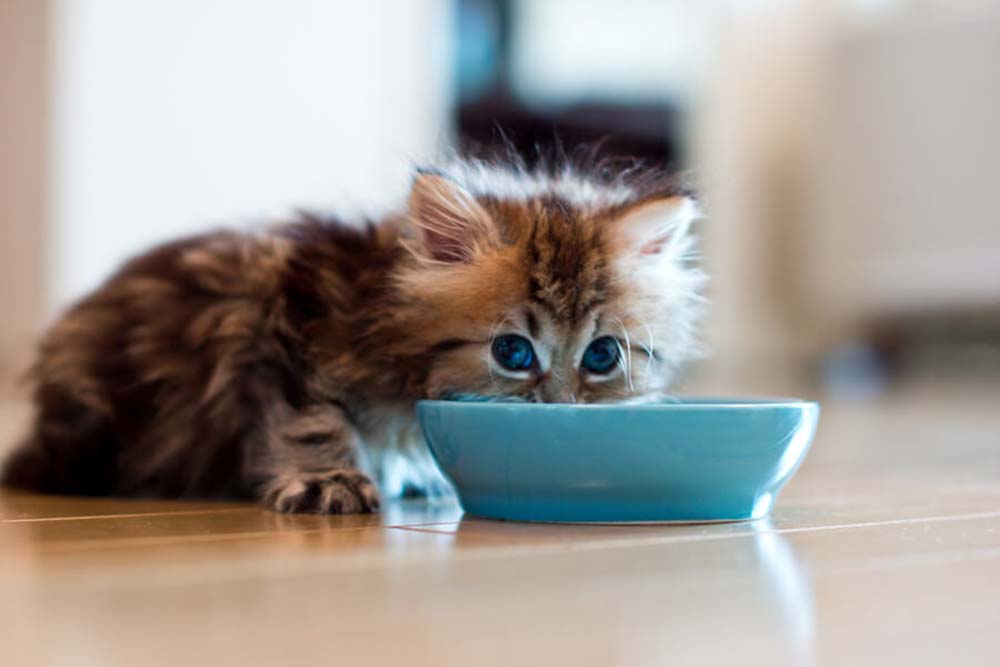 Как правильно кормить маленького котенка: советы и рекомендации.