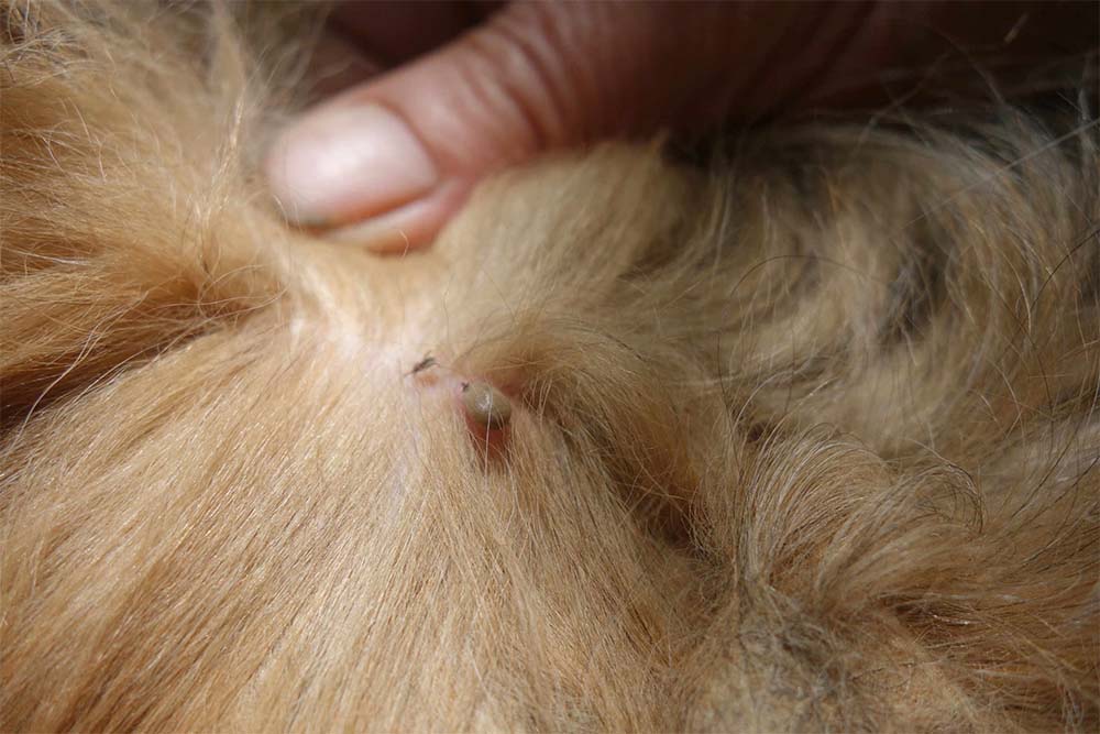 Подкожный клещ у собак: симптомы и способы лечения | VetPet