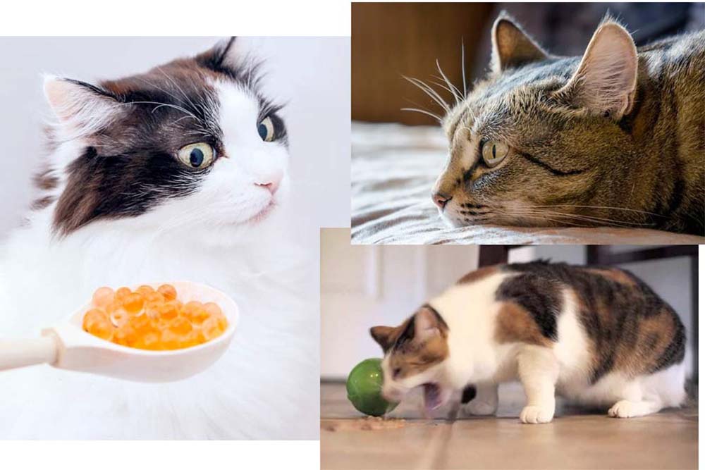 Что делать, если кошка отказывается от еды и воды