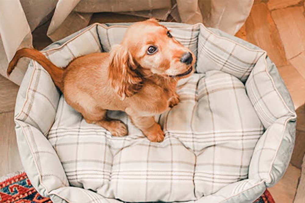 Как сделать для собаки удобную двухъярусную кровать своими руками: пошаговая инструкция