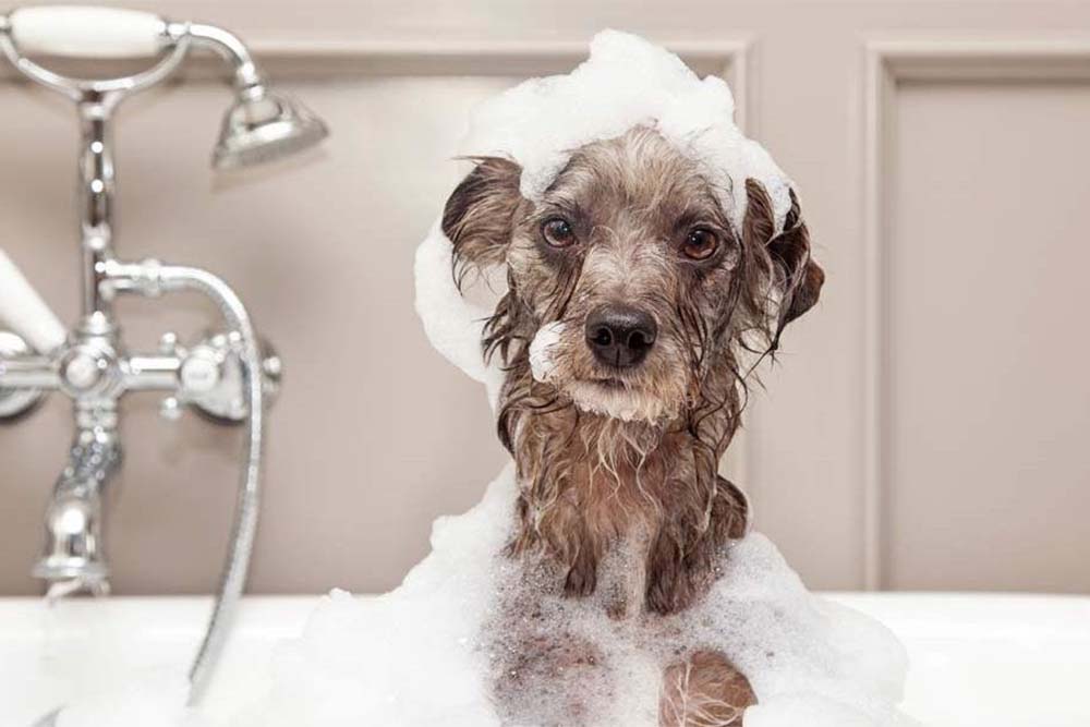 Как выбрать шампунь для собаки и чем мыть собаку, если нет шампуня |  Зоомагазин Сытая Морда
