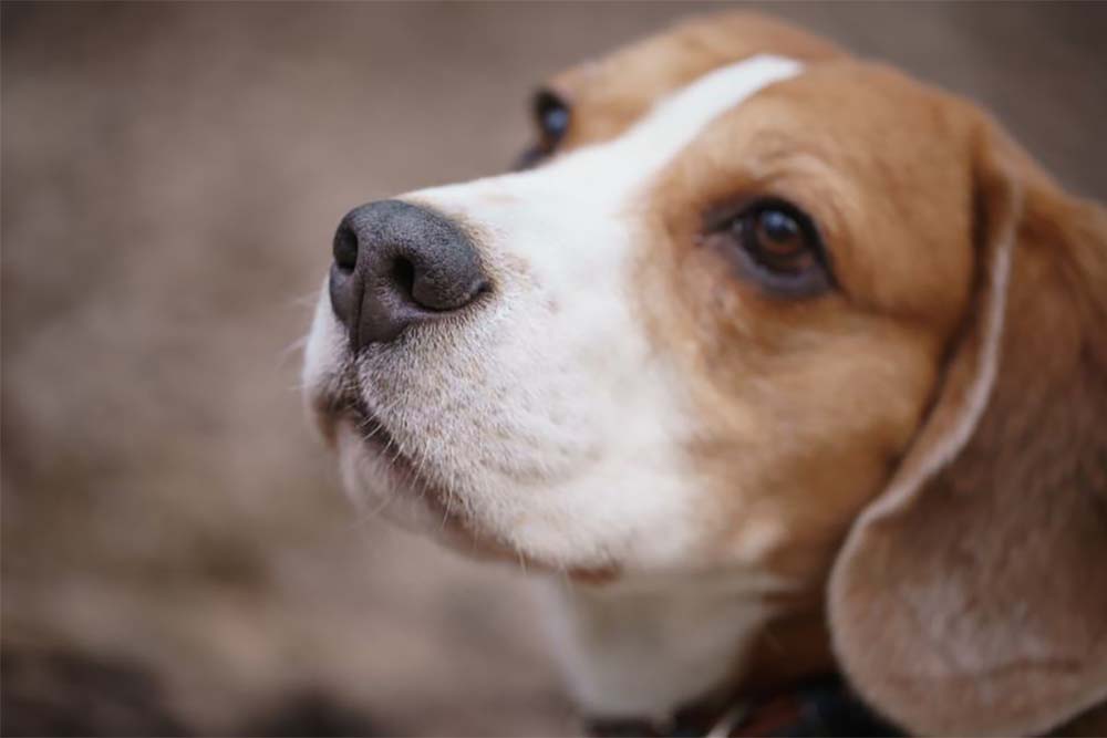 Як зрозуміти що у собаки проблеми з носом?