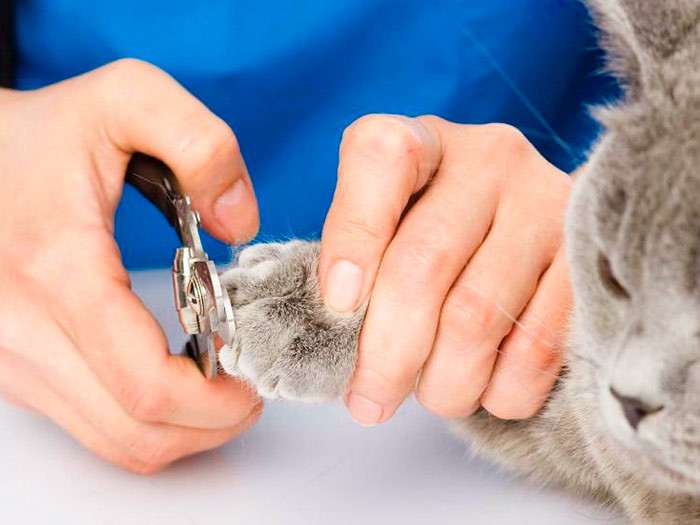 Как правильно подстричь когти кошке